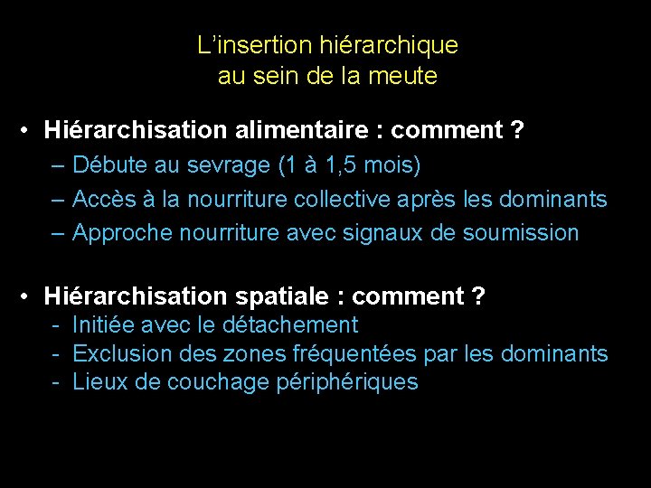 L’insertion hiérarchique au sein de la meute • Hiérarchisation alimentaire : comment ? –