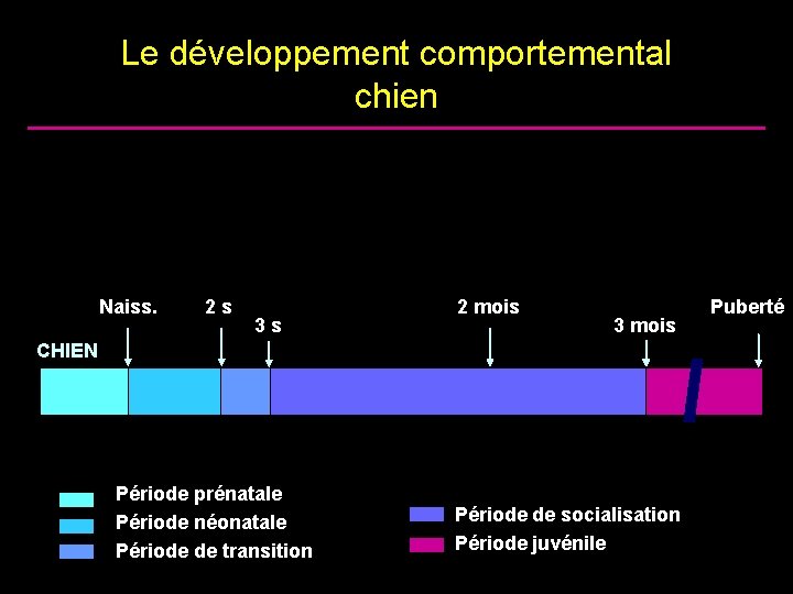 Le développement comportemental chien Naiss. 2 s 3 s 2 mois 3 mois CHIEN