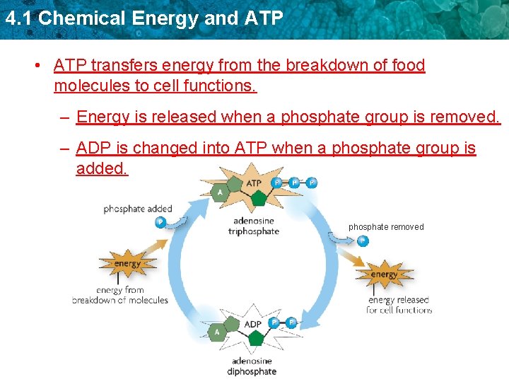 4. 1 Chemical Energy and ATP • ATP transfers energy from the breakdown of