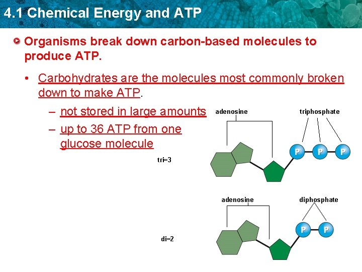 4. 1 Chemical Energy and ATP Organisms break down carbon-based molecules to produce ATP.