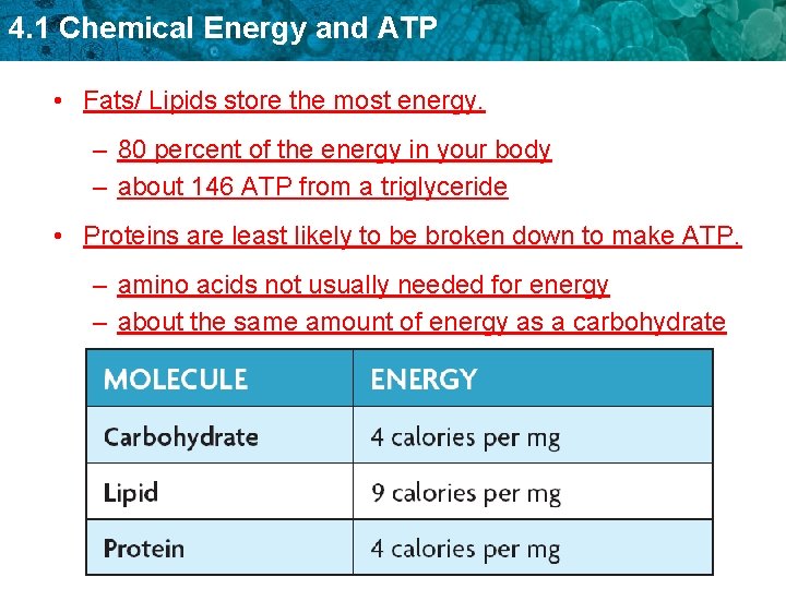 4. 1 Chemical Energy and ATP • Fats/ Lipids store the most energy. –