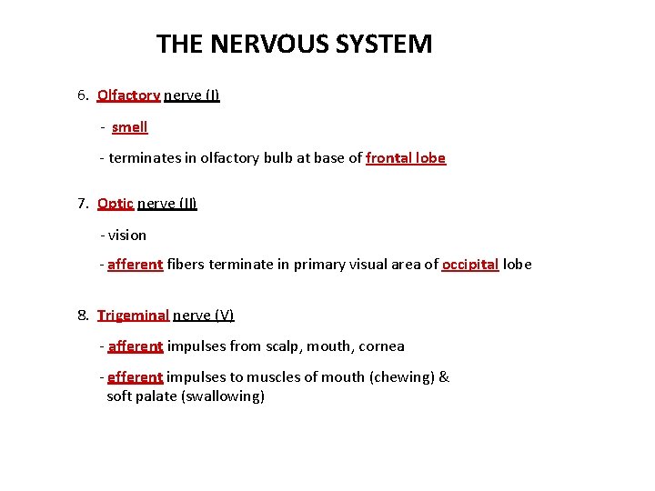 THE NERVOUS SYSTEM 6. Olfactory nerve (I) - smell - terminates in olfactory bulb