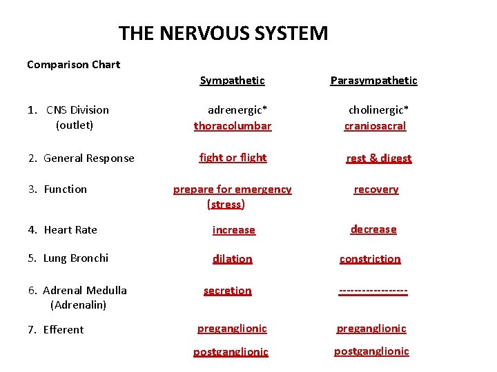 THE NERVOUS SYSTEM Comparison Chart Sympathetic Parasympathetic adrenergic* thoracolumbar cholinergic* craniosacral fight or flight