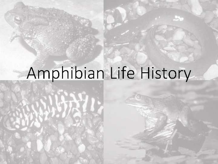 Amphibian Life History 