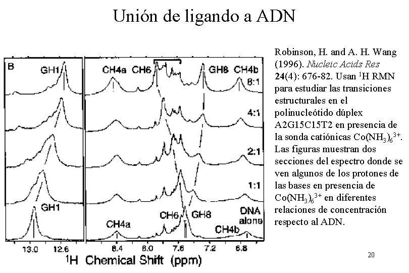 Unión de ligando a ADN Robinson, H. and A. H. Wang (1996). Nucleic Acids