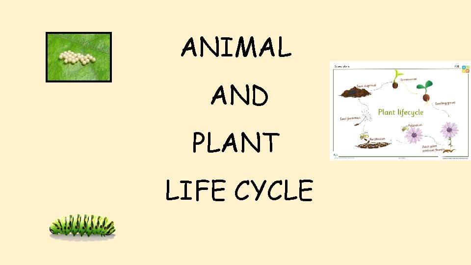 ANIMAL AND PLANT LIFE CYCLE 