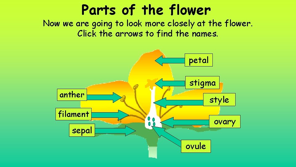 Parts of the flower Now we are going to look more closely at the