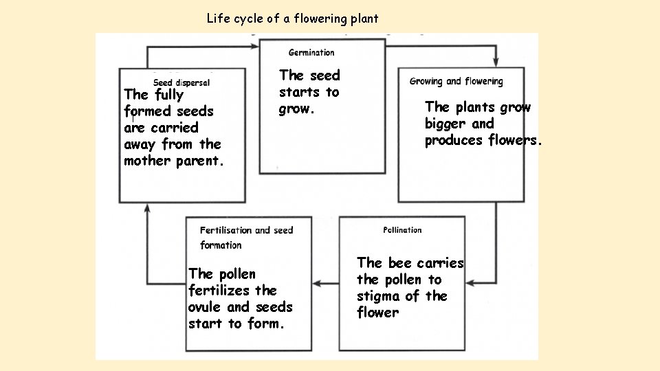 Life cycle of a flowering plant The fully formed seeds are carried away from