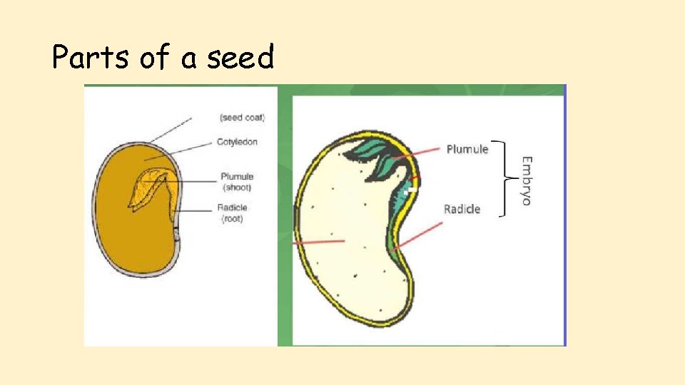 Parts of a seed 