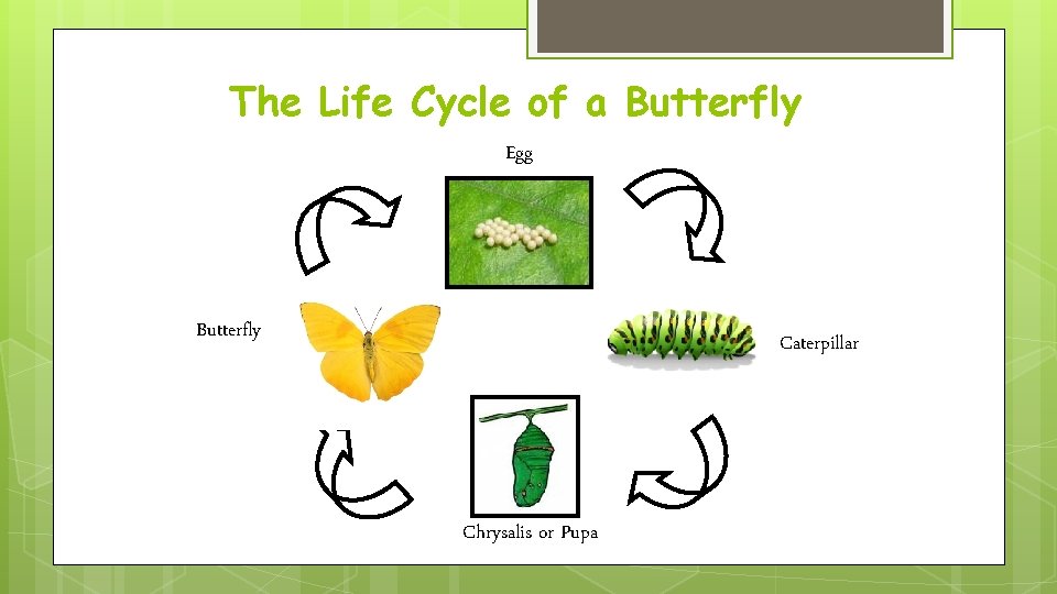 The Life Cycle of a Butterfly Egg Butterfly Caterpillar Chrysalis or Pupa 