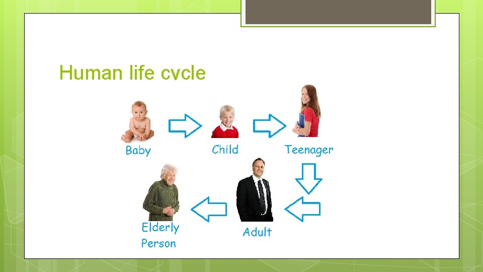 Human life cycle 