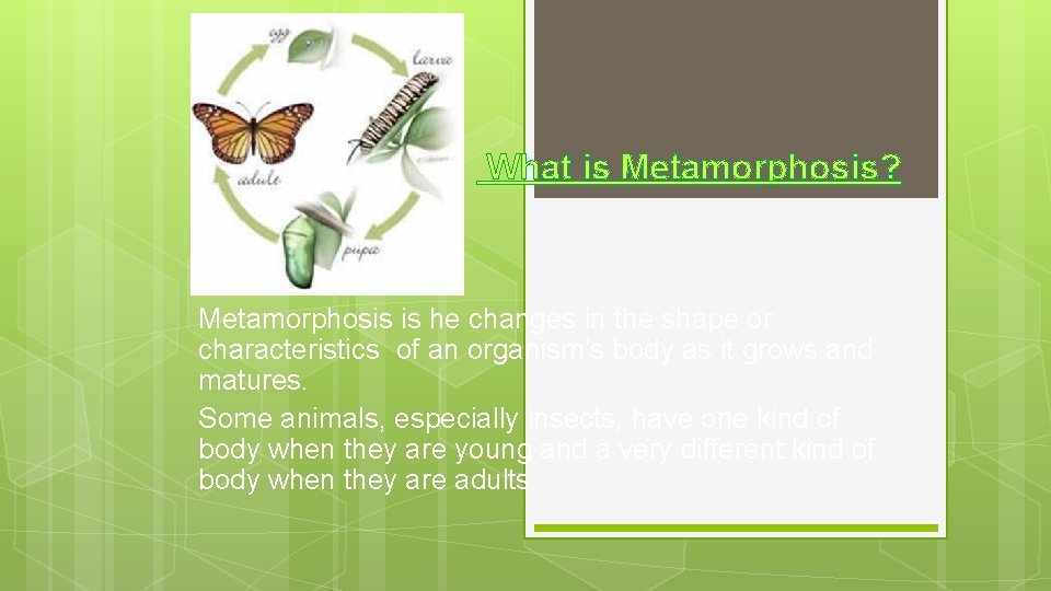 What is Metamorphosis? Metamorphosis is he changes in the shape or characteristics of an