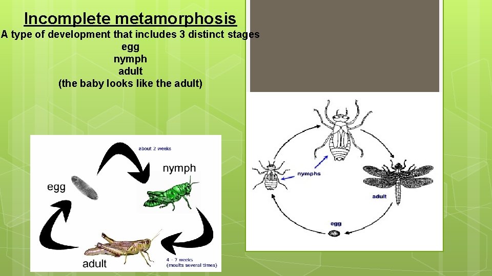 Incomplete metamorphosis A type of development that includes 3 distinct stages egg nymph adult