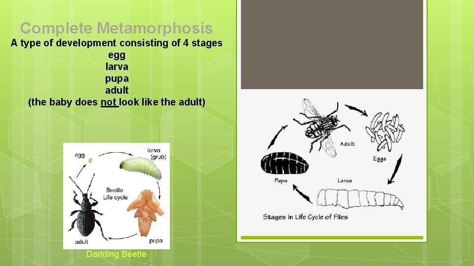 Complete Metamorphosis A type of development consisting of 4 stages egg larva pupa adult