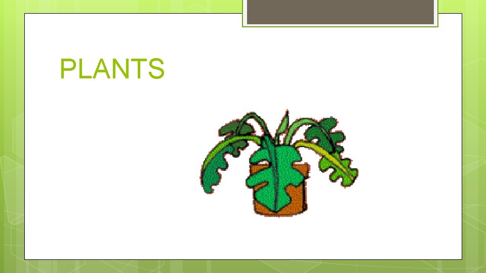PLANTS 