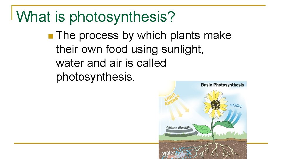 What is photosynthesis? n The process by which plants make their own food using