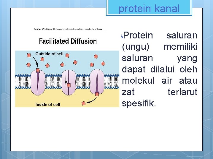 protein kanal Protein saluran (ungu) memiliki saluran yang dapat dilalui oleh molekul air atau