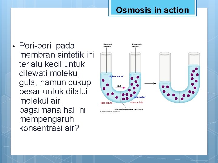 Osmosis in action • Pori-pori pada membran sintetik ini terlalu kecil untuk dilewati molekul