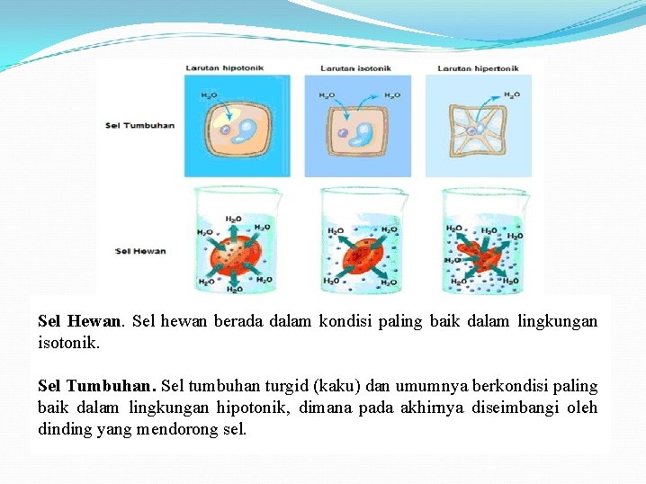 Sel Hewan. Sel hewan berada dalam kondisi paling baik dalam lingkungan isotonik. Sel Tumbuhan.