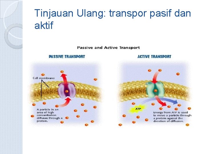 Tinjauan Ulang: transpor pasif dan aktif 