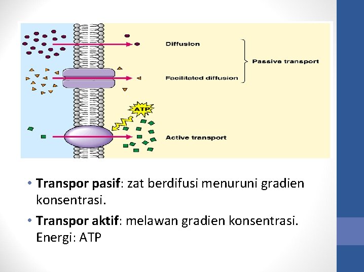  • Transpor pasif: zat berdifusi menuruni gradien konsentrasi. • Transpor aktif: melawan gradien