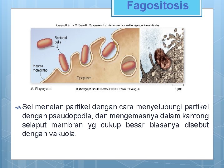 Fagositosis Sel menelan partikel dengan cara menyelubungi partikel dengan pseudopodia, dan mengemasnya dalam kantong