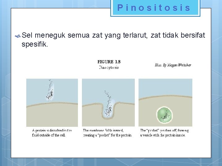 Pinositosis Sel meneguk semua zat yang terlarut, zat tidak bersifat spesifik. 