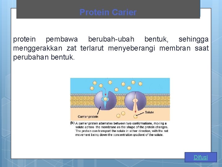 Protein Carier protein pembawa berubah-ubah bentuk, sehingga menggerakkan zat terlarut menyeberangi membran saat perubahan