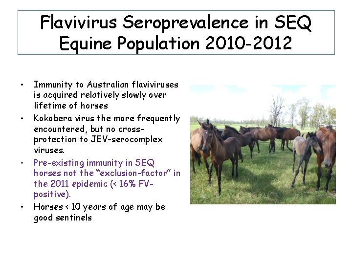 Flavivirus Seroprevalence in SEQ Equine Population 2010 -2012 • • Immunity to Australian flaviviruses