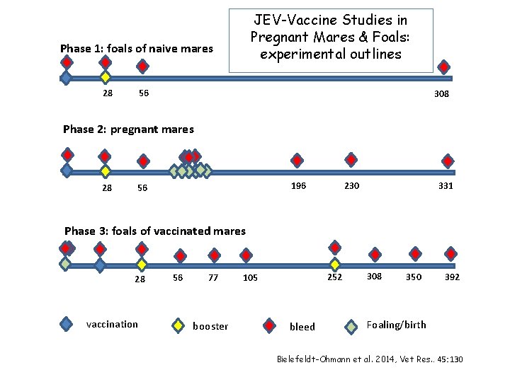 JEV-Vaccine Studies in Pregnant Mares & Foals: experimental outlines Phase 1: foals of naive