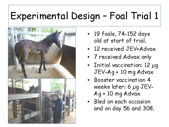 Experimental Design – Foal Trial 1 • 19 foals, 74 -152 days old at