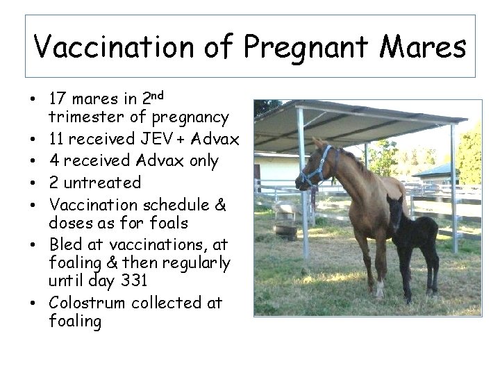 Vaccination of Pregnant Mares • 17 mares in 2 nd trimester of pregnancy •