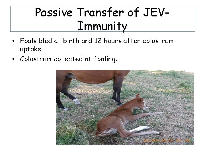 Passive Transfer of JEVImmunity • Foals bled at birth and 12 hours after colostrum