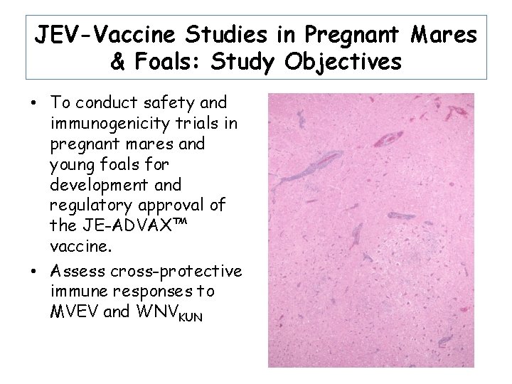 JEV-Vaccine Studies in Pregnant Mares & Foals: Study Objectives • To conduct safety and