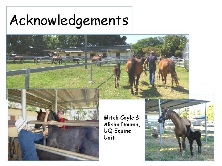 Acknowledgements Mitch Coyle & Alisha Douma, UQ Equine Unit 