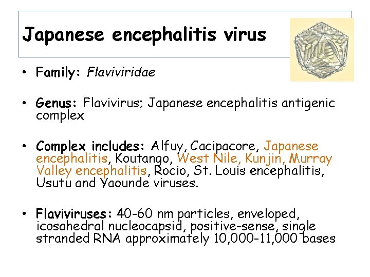 Japanese encephalitis virus • Family: Flaviviridae • Genus: Flavivirus; Japanese encephalitis antigenic complex •