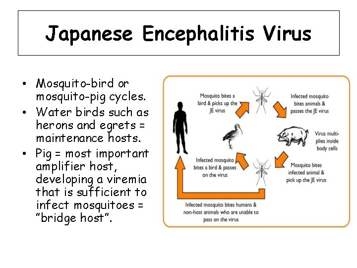 Japanese Encephalitis Virus • Mosquito-bird or mosquito-pig cycles. • Water birds such as herons