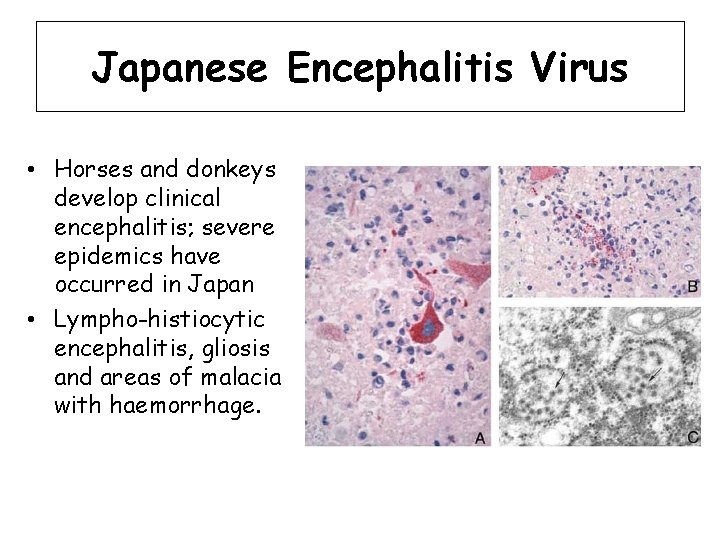 Japanese Encephalitis Virus • Horses and donkeys develop clinical encephalitis; severe epidemics have occurred