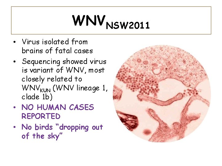 WNVNSW 2011 • Virus isolated from brains of fatal cases • Sequencing showed virus