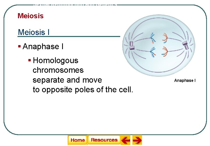 Sexual Reproduction and Genetics Meiosis I § Anaphase I § Homologous chromosomes separate and