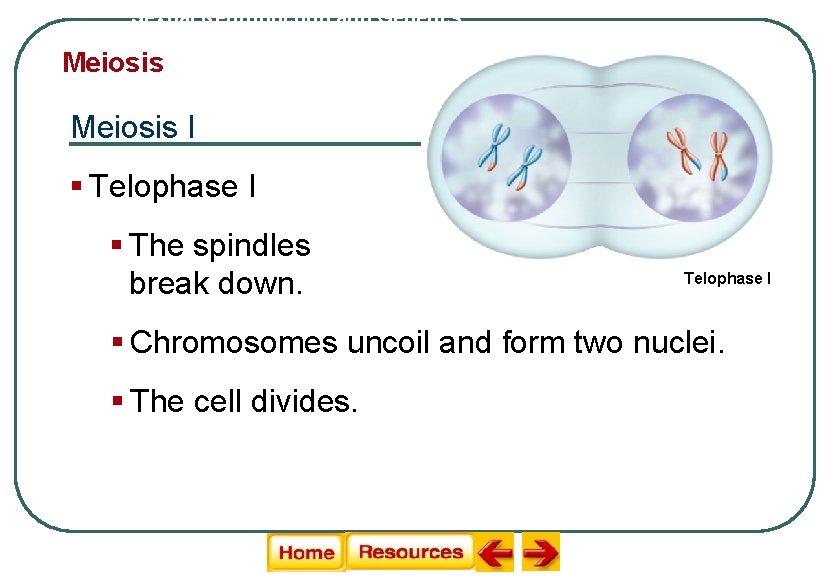 Sexual Reproduction and Genetics Meiosis I § Telophase I § The spindles break down.