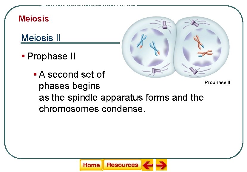 Sexual Reproduction and Genetics Meiosis II § Prophase II § A second set of