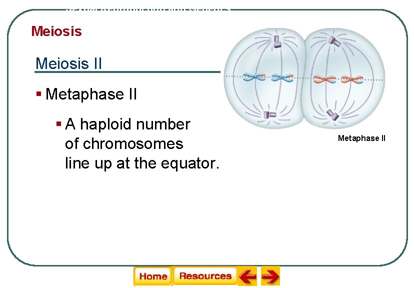 Sexual Reproduction and Genetics Meiosis II § Metaphase II § A haploid number of