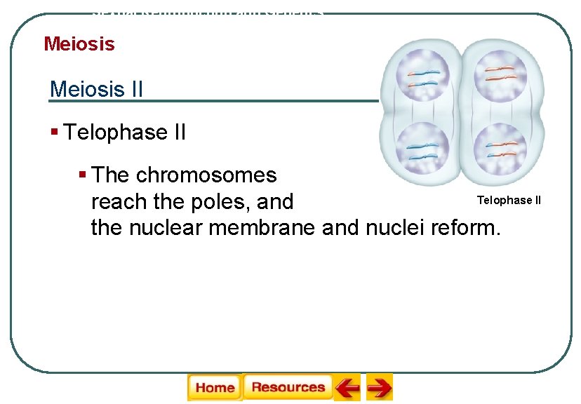 Sexual Reproduction and Genetics Meiosis II § Telophase II § The chromosomes Telophase II Sexual Reproduction and Genetics Meiosis II § Telophase II § The chromosomes Telophase II
