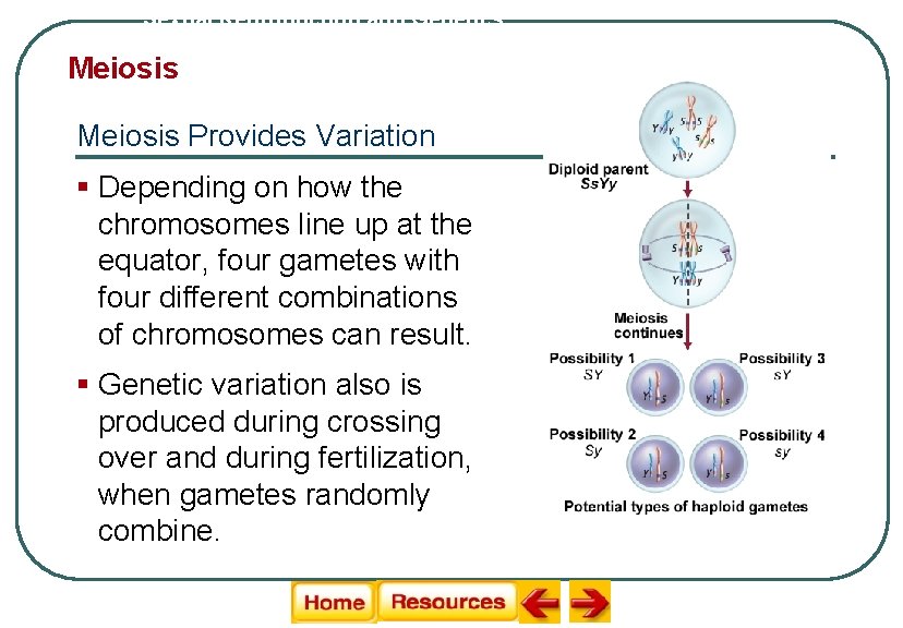 Sexual Reproduction and Genetics Meiosis Provides Variation § Depending on how the chromosomes line