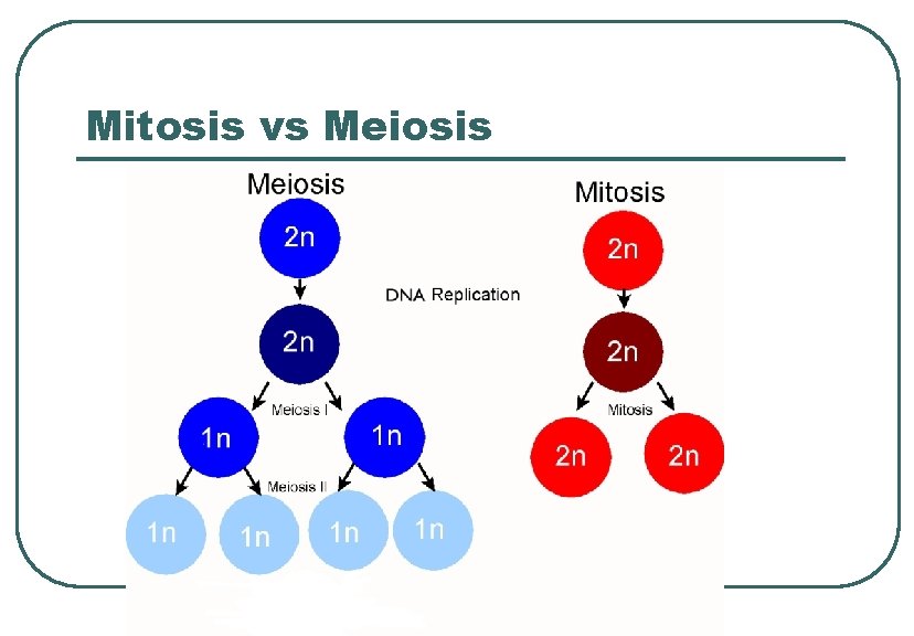 Mitosis vs Meiosis 