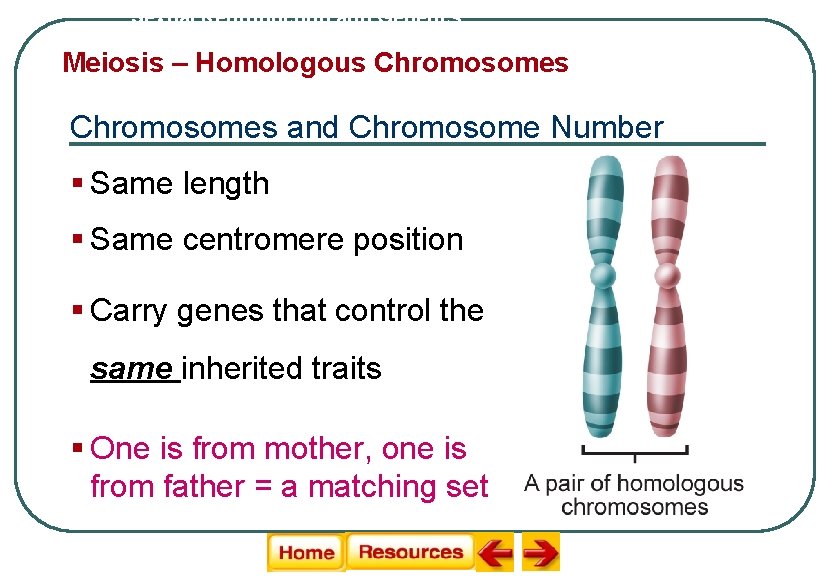 Sexual Reproduction and Genetics Meiosis – Homologous Chromosomes and Chromosome Number § Same length