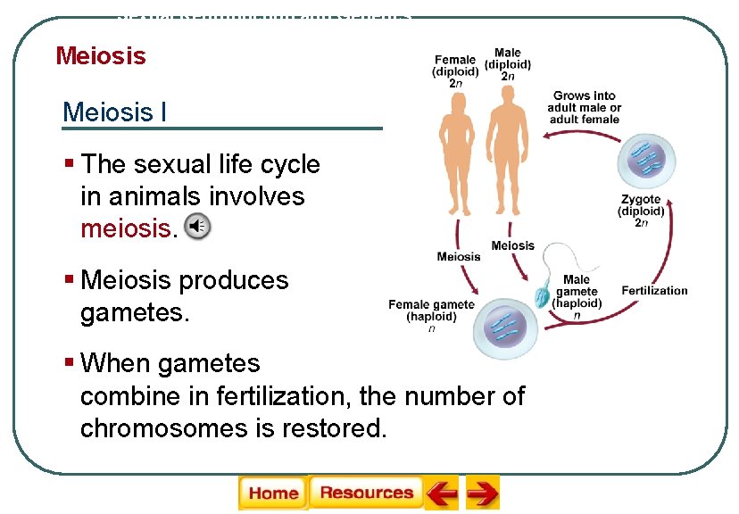 Sexual Reproduction and Genetics Meiosis I § The sexual life cycle in animals involves