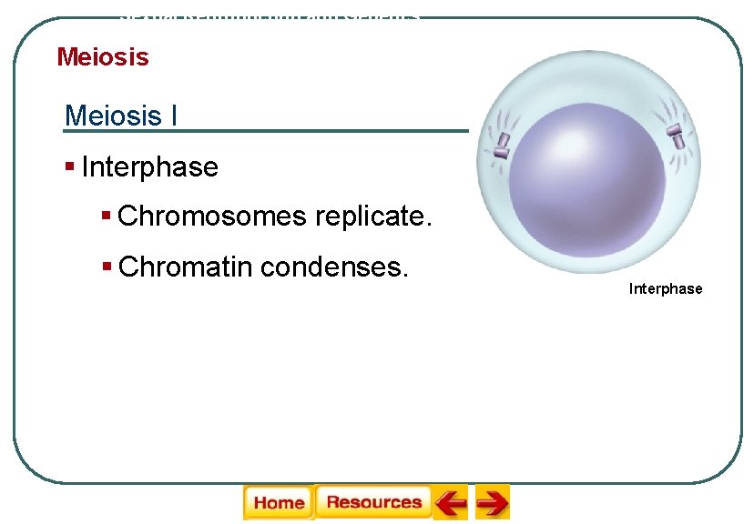 Sexual Reproduction and Genetics Meiosis I § Interphase § Chromosomes replicate. § Chromatin condenses.