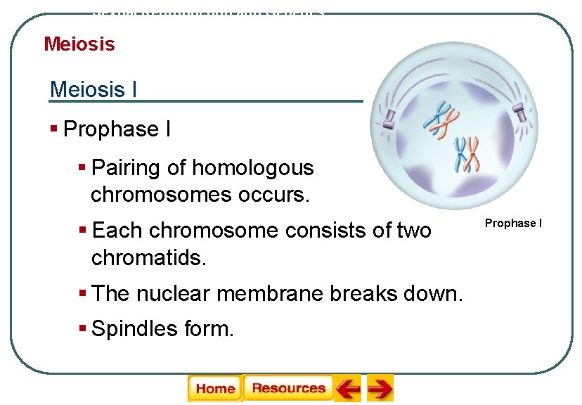 Sexual Reproduction and Genetics Meiosis I § Prophase I § Pairing of homologous chromosomes Sexual Reproduction and Genetics Meiosis I § Prophase I § Pairing of homologous chromosomes